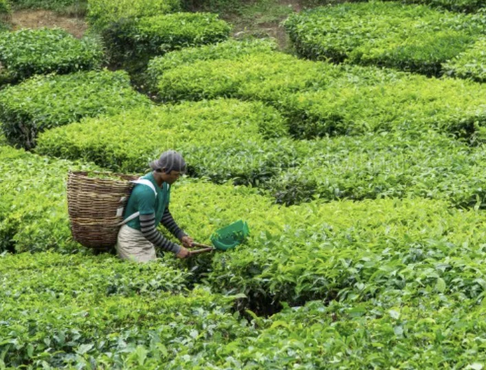 Real Stories from Toronto #4,123,833 – Pick Tea Leaves
